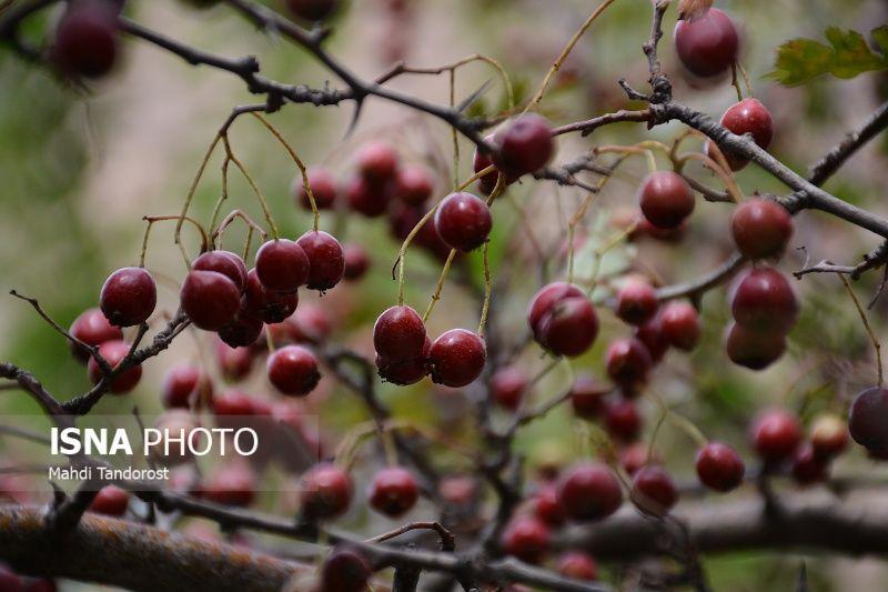 گزارش ایسنا از طبیعت زیبای پاییزی منطقه آزاد ماکو