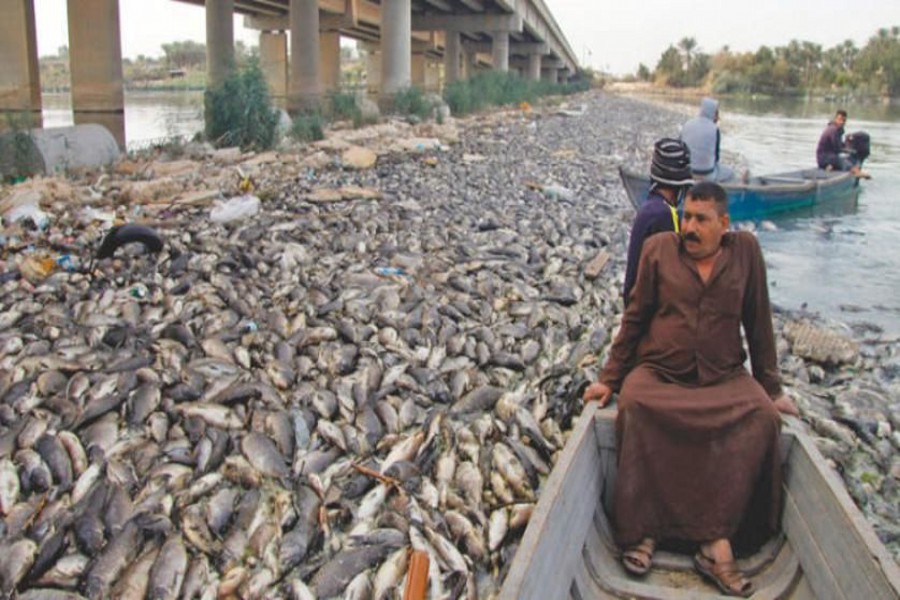 مرگ دسته جمعی ماهی ها در دجله و فرات +عکس