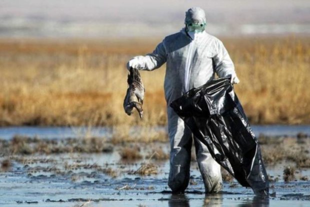 تصمیم خطرناک سازمان محیط زیست/ آنفلوانزای پرندگان تهدیدمان می‌کند – خبرگزاری مهر | اخبار ایران و جهان