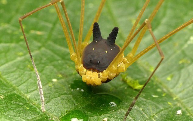 عجیب‌ترین عنکبوت دنیا با سری شبیه سگ +عکس
