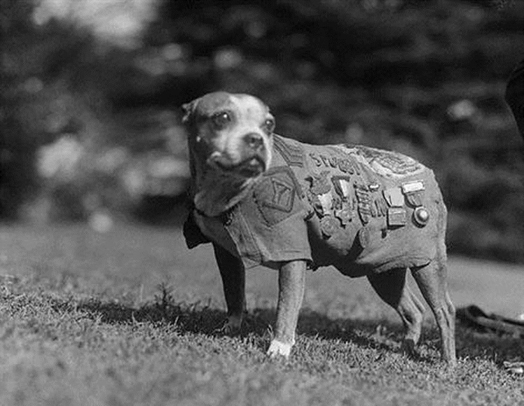 گروهبان استابی، مهمترین سگ جنگ جهانی! +تصاویر
