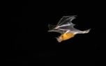 تصاویر خیره کننده از پرواز خفاش