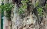 درختی ١٥٠٠ساله در قم +عکس