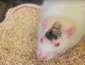 موش های عجیبی که تبدیل به زامبی شدند