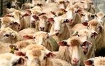 واردات ۵۰هزار رأس گوسفند زنده تا پایان هفته