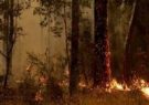 نقش درختان اکالیپتوس در گسترش آتش‌سوزی‌های جنگلی استرالیا