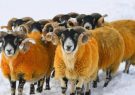 دامدار اسکاتلندی به خاطر بوکس با گوسفندان جریمه شد