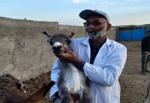 گفت‌وگوی خواندنی با نخستین پرورش‌دهنده الاغ در ایران+تصاویر