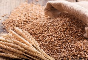 چگونه مصرف گندم باعث بروز درد مفاصل می‌شود؟