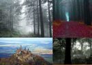 عکسهایی از عجیب ترین جنگل دنیا (جنگل سیاه)