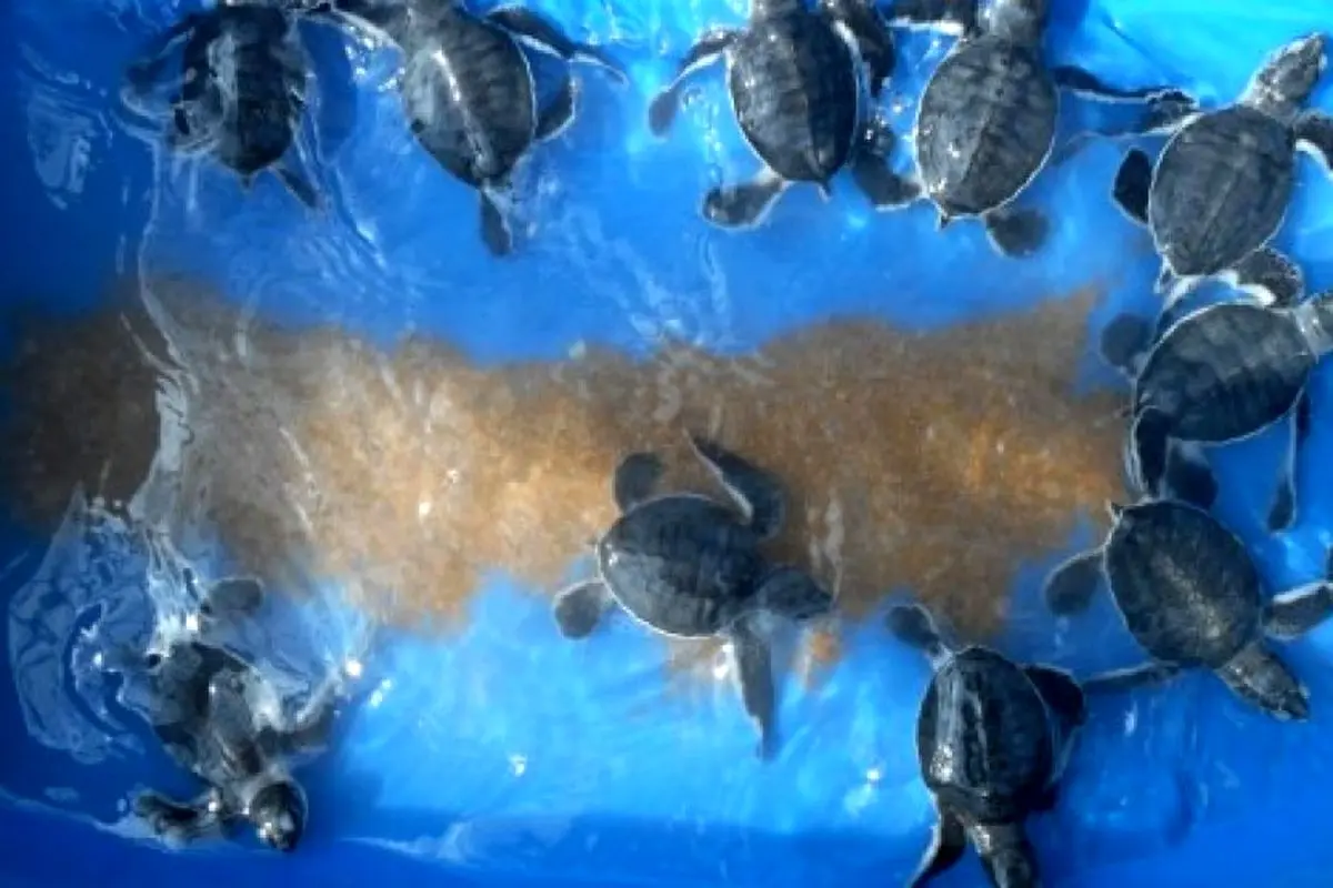تخمگذاری و رهاسازی نوزادان لاک پشت سبز دریایی در سواحل مَکُران+ فیلم