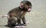 شکار بچه میمون توسط دو قورباغه+ فیلم