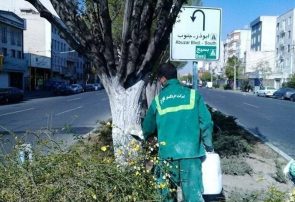 هشدار جدی شهرداری تهران؛ به این درختان اصلا دست نزنید+ عکس